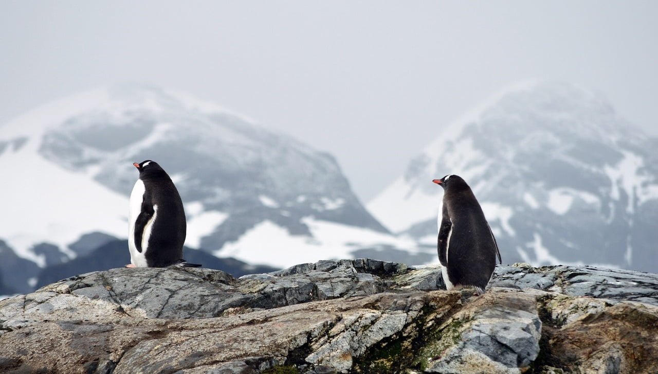 Bird flu confirmed in Antarctica.