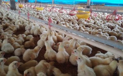 Ola de calor también afecta a los productores de aves.