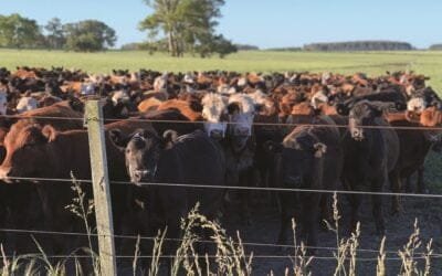 El miércoles y jueves, Plaza Rural rematará 11.394 vacunos y 2.592 ovinos.