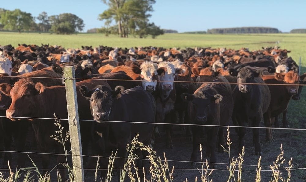 Luego de un muy buen remate de ayer, hoy continúa la venta de Plaza Rural.