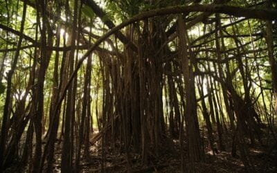 Casi la mitad de Amazonia se dirige a un punto de inflexión rumbo al colapso en 2050, según un estudio.