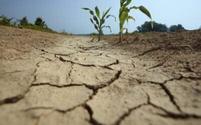 Mujeres Rurales Canarias sufren “pérdidas irreparables” por falta de lluvias y olas de calor.