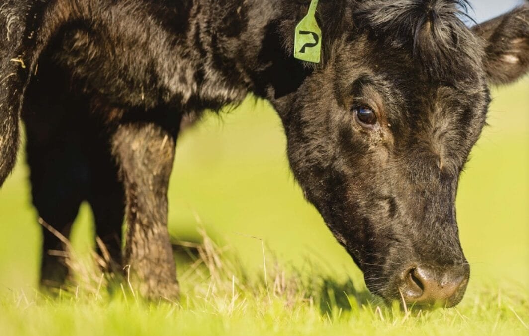 Mañana Pantalla Uruguay rematará más de 5.800 vacunos.