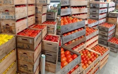 Mercado de granja: Descienden las cotizaciones de las hortalizas de fruto.