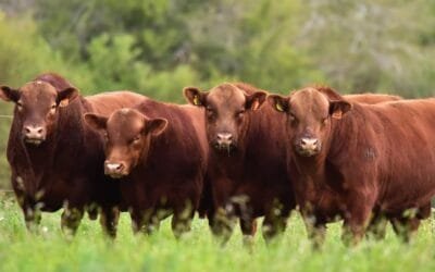 En Argentina la ganadería es buena alternativa.