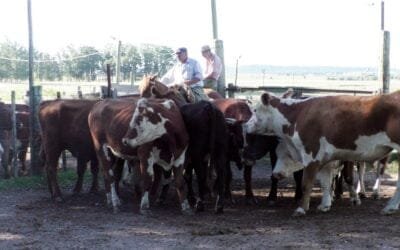 Carlos Bachino Agronegocios: Pareja y firme la pista de Los Amigos.