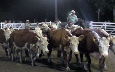 Con gran agilidad y excelentes valores, Montero & Fernández dispersó voluminosa oferta en Campanero.