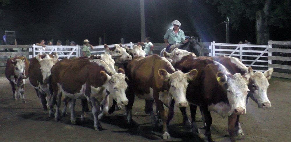 Con gran agilidad y excelentes valores, Montero & Fernández dispersó voluminosa oferta en Campanero.