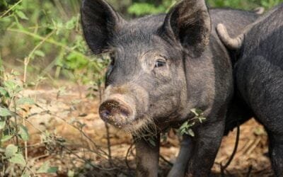 China está en un “cambio de hábitos”, lo que hace caer el precio de cerdo en el mercado interno.