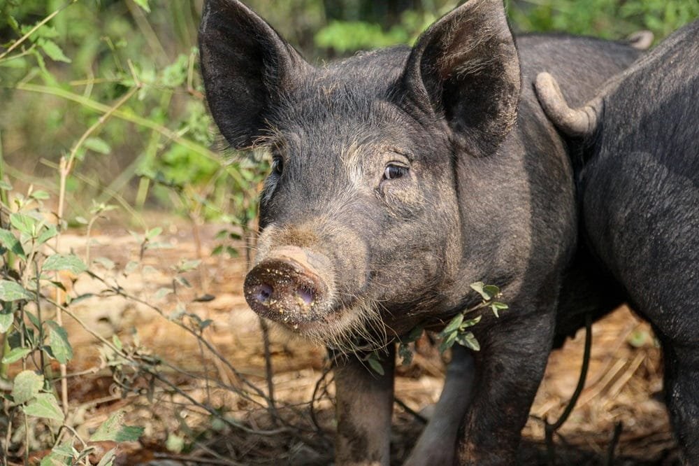 China está en un “cambio de hábitos”, lo que hace caer el precio de cerdo en el mercado interno.