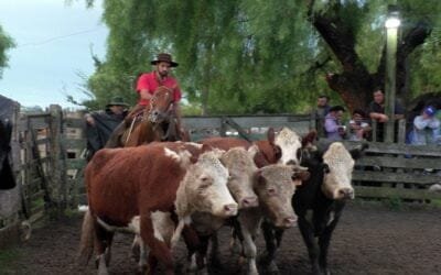 Pedro Clavijo Negocios Rurales, en Don Bernardo, tuvo un mercado ágil y precios interesantes.