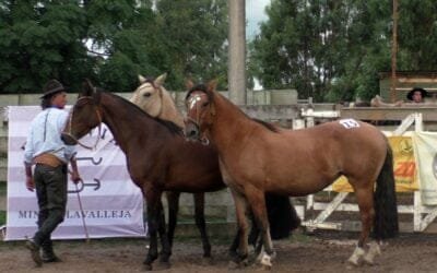 Montero & Fernández tuvo un exitoso tercer remate de los Criollos de El Mavial.