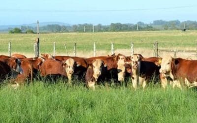 Hoy Pantalla Uruguay rematará ternero y novillos, transmite Todo El Campo.