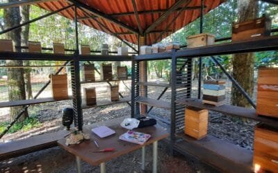 En Paraná, Brasil, identifican ocho especies de abejas sin aguijón.