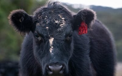 Novillo Mercosur: en Paraguay fue el único país en que se mantuvo.