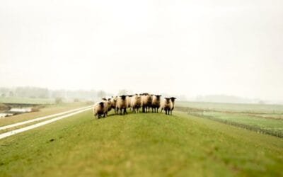 El sábado 9 será el Día del Ovino en la Agropecuaria de Lavalleja.