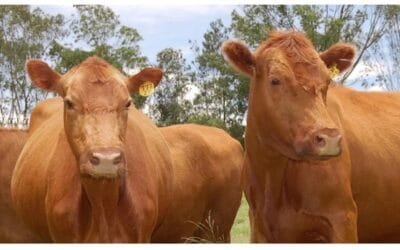 Haciendas: “Menor concreción de operaciones, frente a nuevas propuestas de valores”.