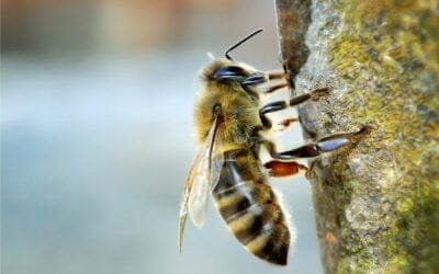 Hoy Jornada de Apicultura en INIA Treinta y Tres.