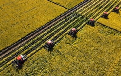 FAS de USDA estima caída en las simbras de soja en China para la campaña 2024-25.