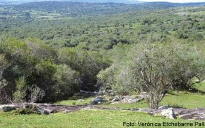 Instituciones científicas y tecnológicas de 45 países estudiaron cuánto carbono pueden almacenar los bosques nativos.