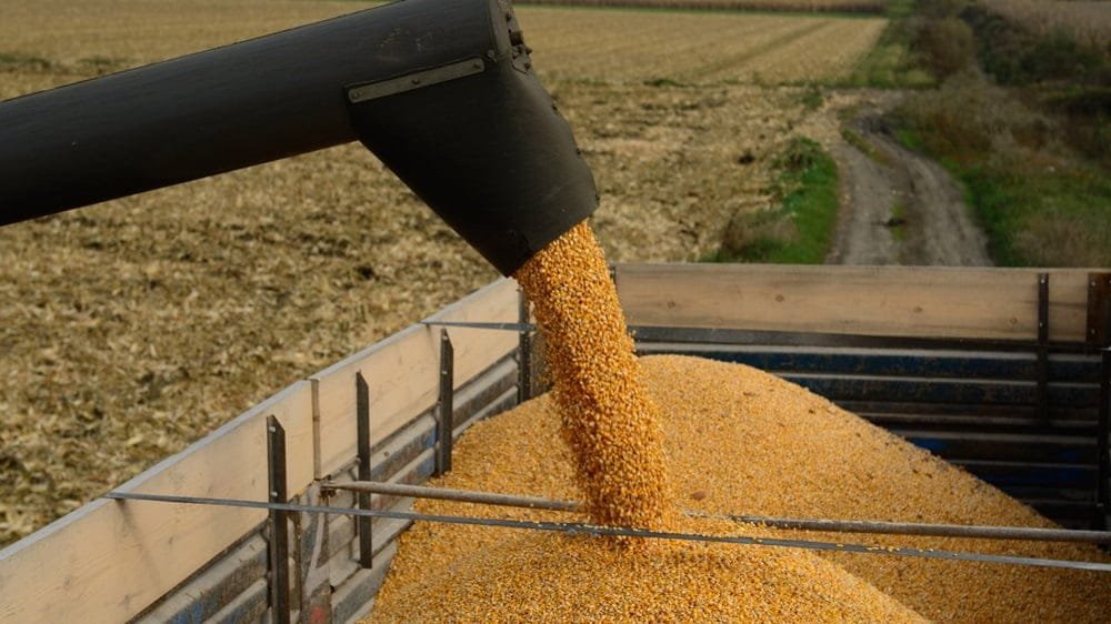 La incertidumbre domina los mercados de cereales y oleaginosas.