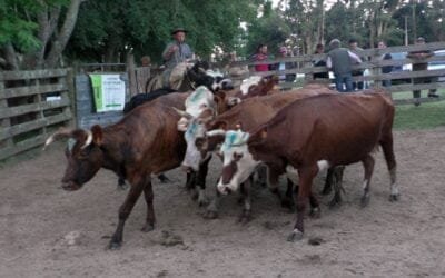 Conversado estuvo el mercado en Don Jacinto con el escritorio Eduardo Umpiérrez Negocios Rurales.