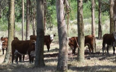 El sector forestal genera 17.500 puestos de trabajo directos.