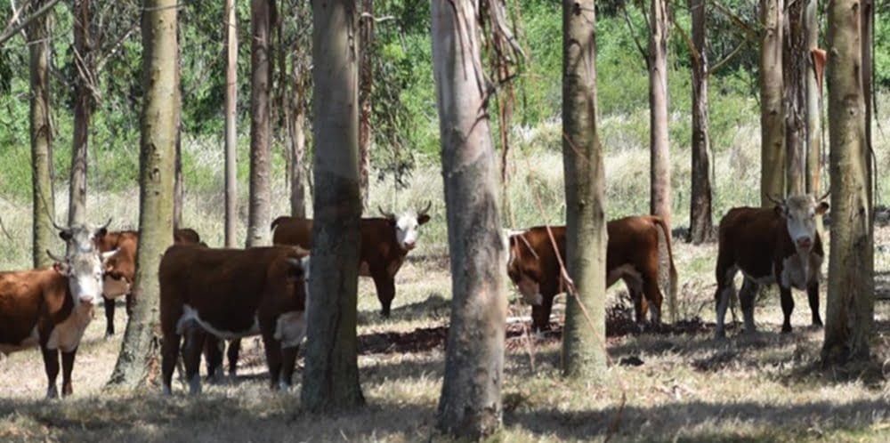 El sector forestal genera 17.500 puestos de trabajo directos.