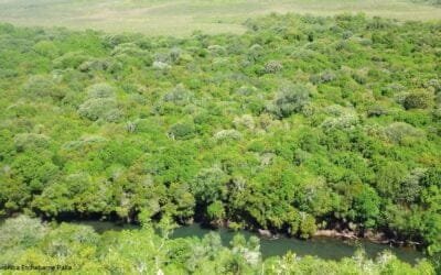 MGAP: Es fundamental el papel de la innovación y la tecnología en la gestión y conservación de los bosques a nivel nacional e internacional.