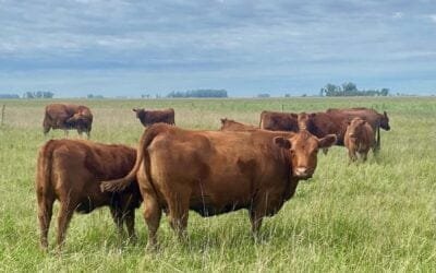La ganadería también es un seguro de protección para la salud humana.