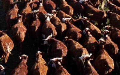 Muy buena colocación de Lote 21.