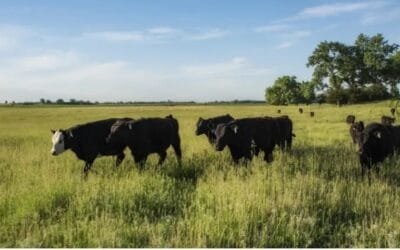 En Argentina crecen los costos ganaderos.