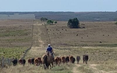 El 7 de marzo Pantalla Uruguay realiza el primer remate del mes con destacada oferta.
