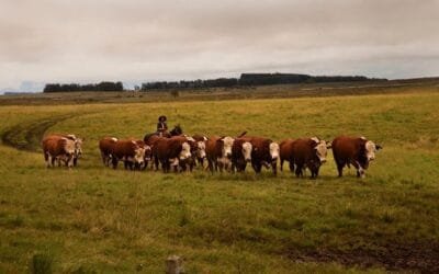 Brasil. Hereford y Braford crecieron 11% en 2023.