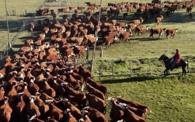 Exportación de carne: más volumen a mejor precio, y más colocación fuera de los cupos.