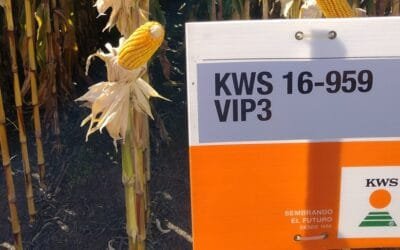 Importante semillera argentina adquirió de una multinacional el negocio de maíz y sorgo.