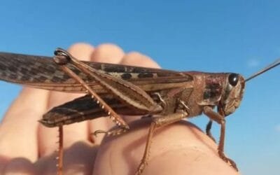 Argentina declaró alerta fitosanitario, por langostas, hasta el 31 de diciembre de 2025.