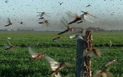 Cámara de Fitosanitarios de Paraguay: hay condiciones para un potencial peligro de langostas en la región.