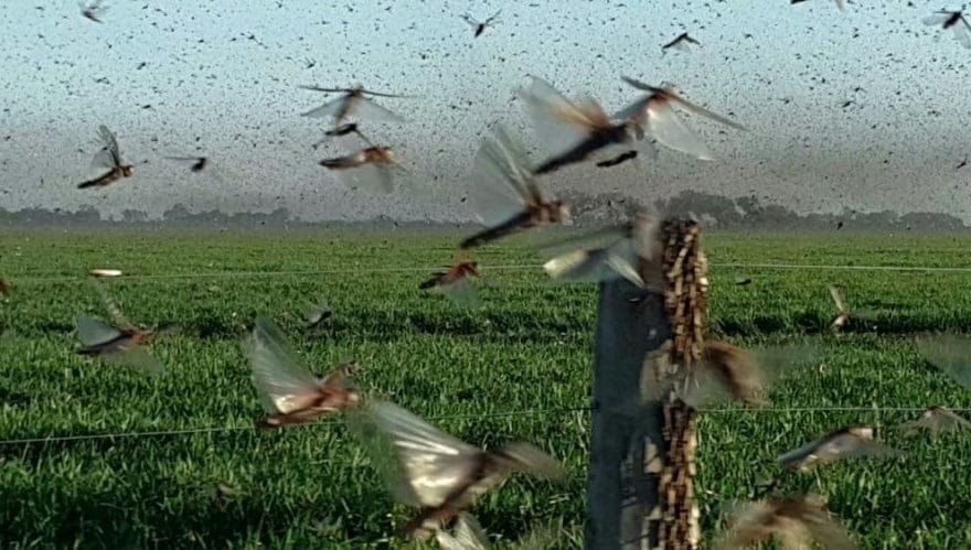 Cámara de Fitosanitarios de Paraguay: hay condiciones para un potencial peligro de langostas en la región.