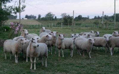 Desarrollo Rural (MGAP) y Mevir apoyan piloto de producción lechera ovina