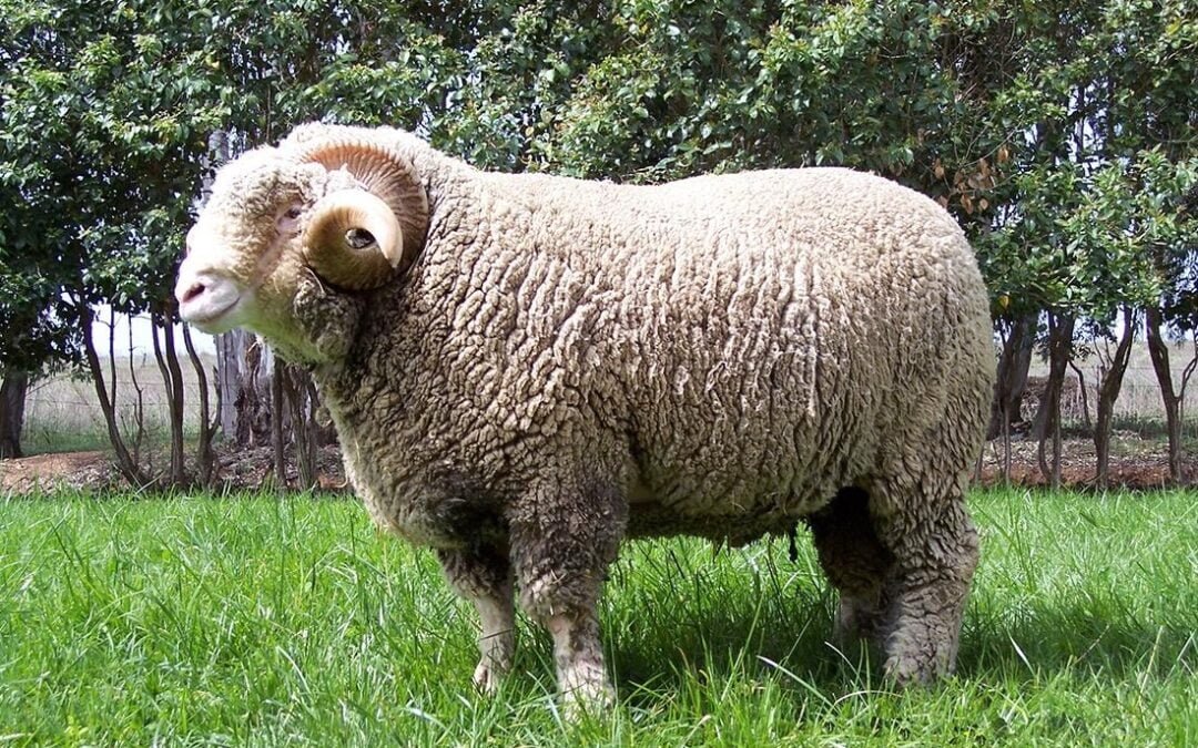 El mercado australiano de lana bajó a US$ 7,53.