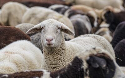 Manejo sanitario ante un eventual año lluvioso.