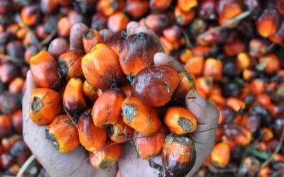 Revolución en el mercado de aceites vegetales que podría hacer subir el precio de la soja.