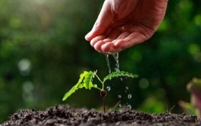 El Niño persistirá durante el otoño, con distintos impactos en las temperaturas y las lluvias.