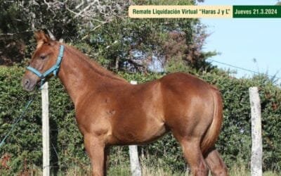 Remate de Cuartos de Milla de Haras J y L y Los 4 Vientos.