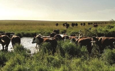 A partir del martes 19 Plaza Rural rematará 22.384 vacunos y 2.451 ovinos.