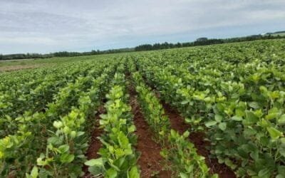 Paraguay. El 99,9% de la soja cultivada en 2022 no afectó a zonas con bosque nativo.