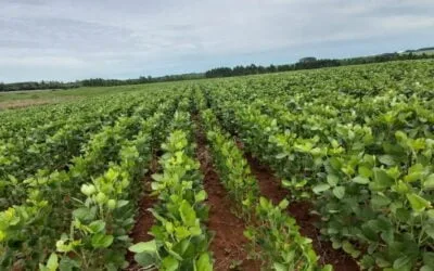 El agro paraguayo se refuerza como medida preventiva para El Niño que se viene.