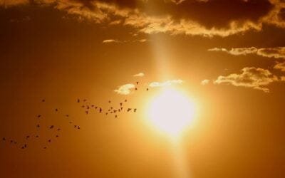 A pesar de las temperaturas récord, el calentamiento global no se ha acelerado.