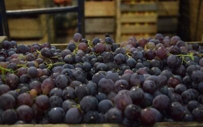Las uvas están en su mejor momento.